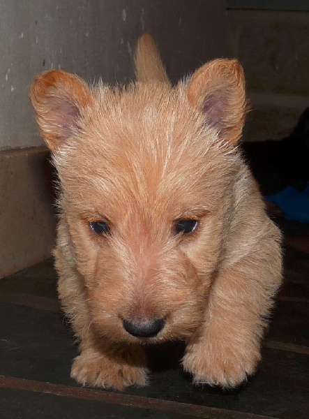 Des Chardons Ecossais - Scottish Terrier - Portée née le 26/12/2015